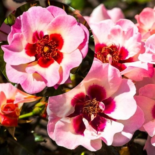 Rosa 'Sweet Babylon Eyes' - Roos 'Sweet Babylon Eyes' C4/4L